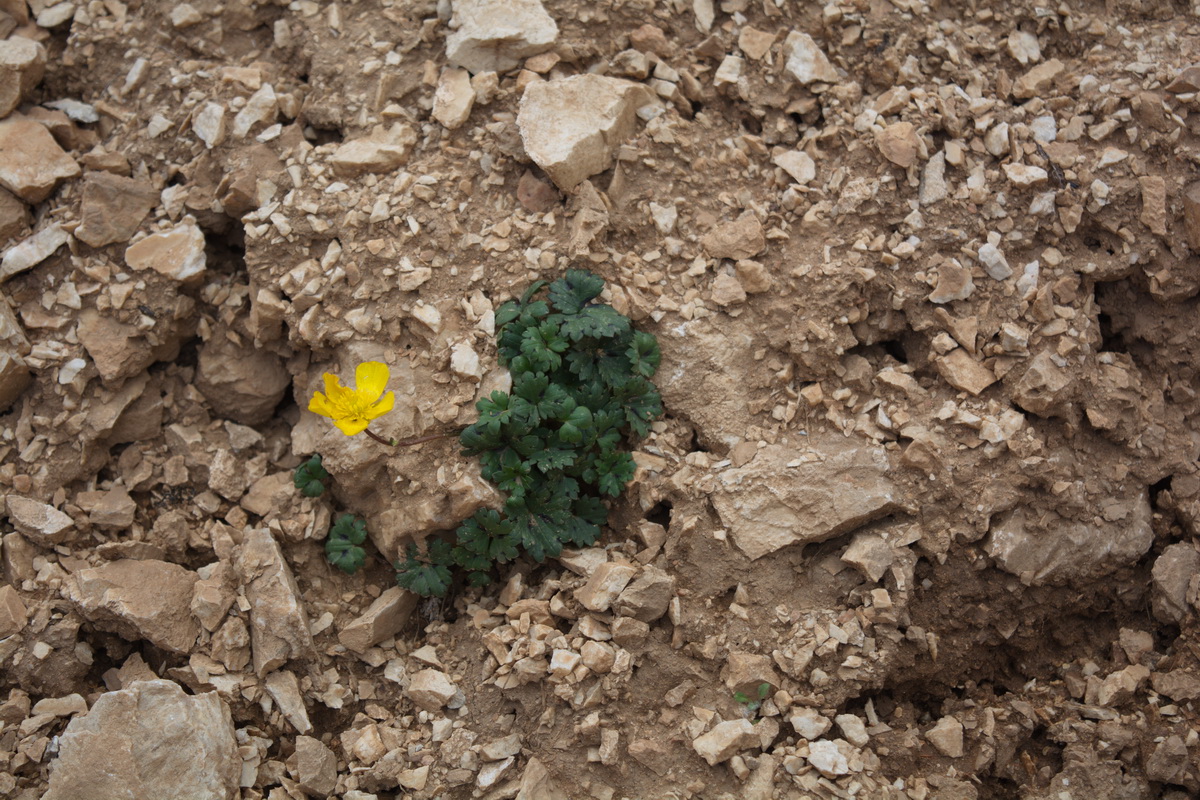 Изображение особи род Ranunculus.