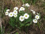 Callianthemum angustifolium