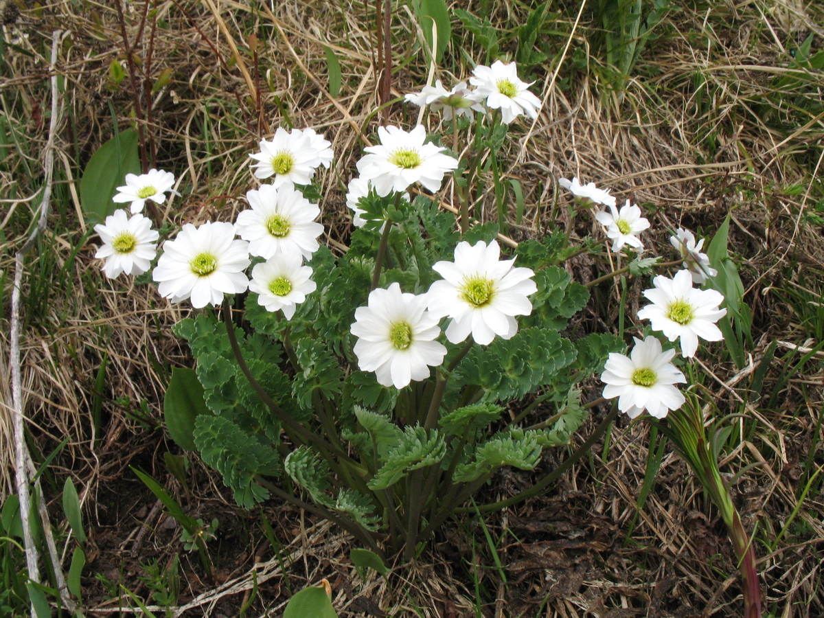 Image of Callianthemum angustifolium specimen.