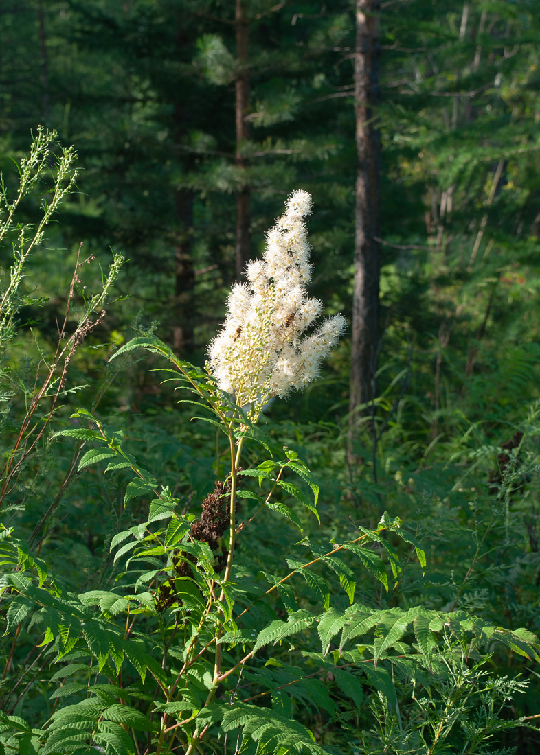 Image of Sorbaria sorbifolia specimen.