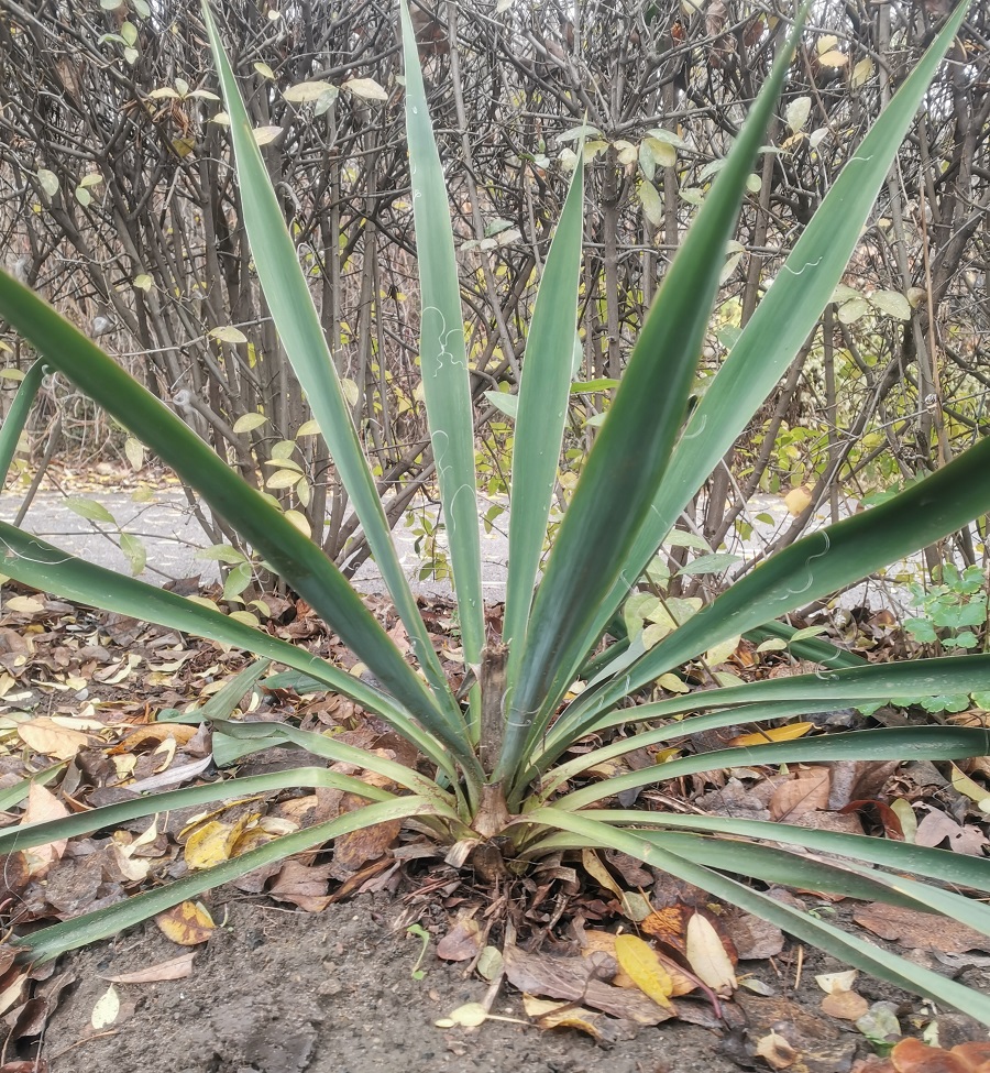 Изображение особи Yucca filamentosa.