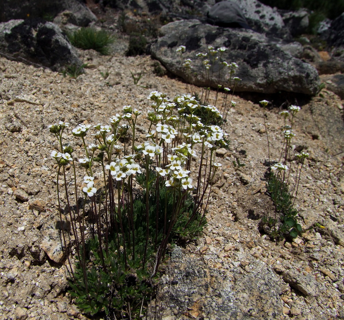 Изображение особи Draba magadanensis.