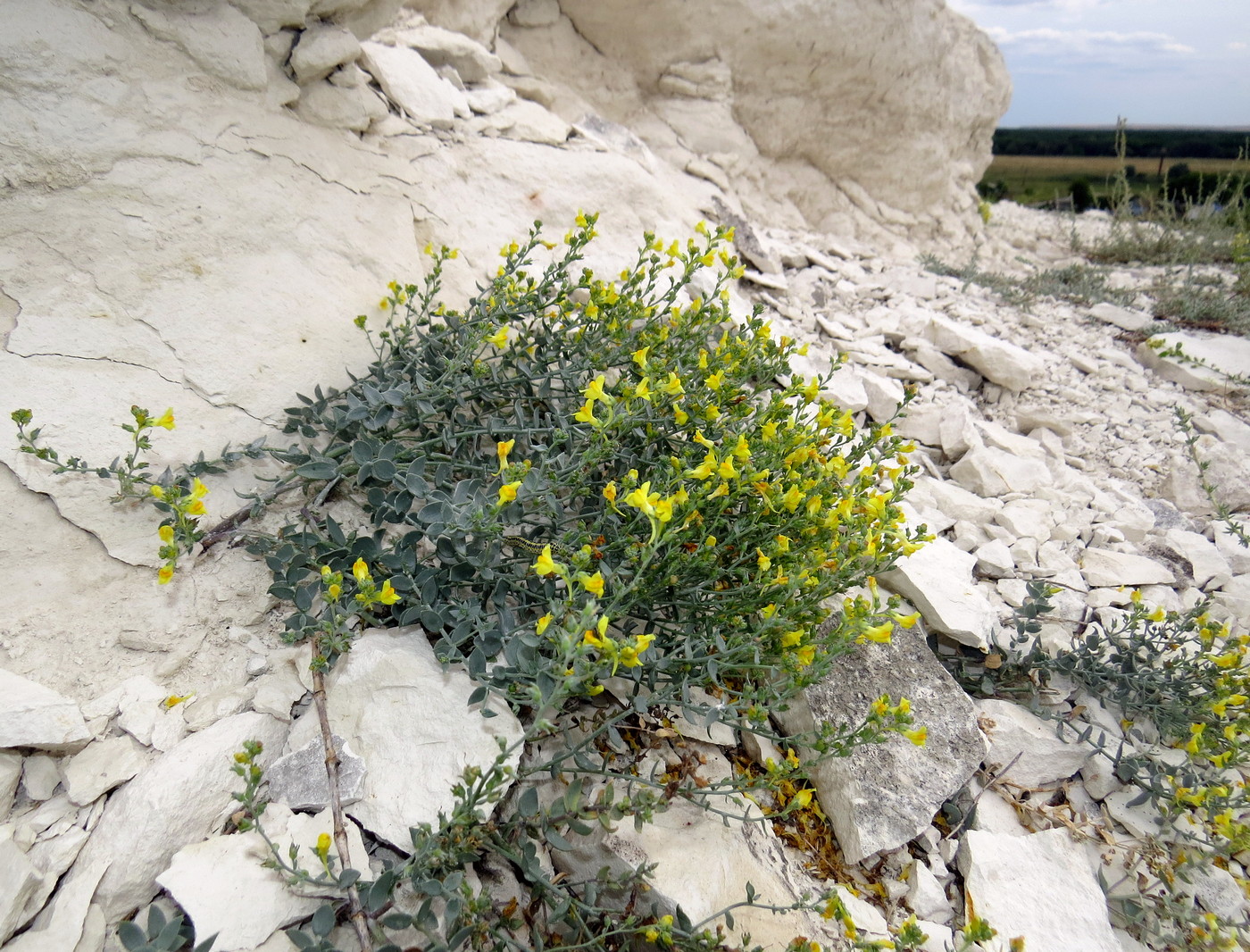 Изображение особи Linaria cretacea.