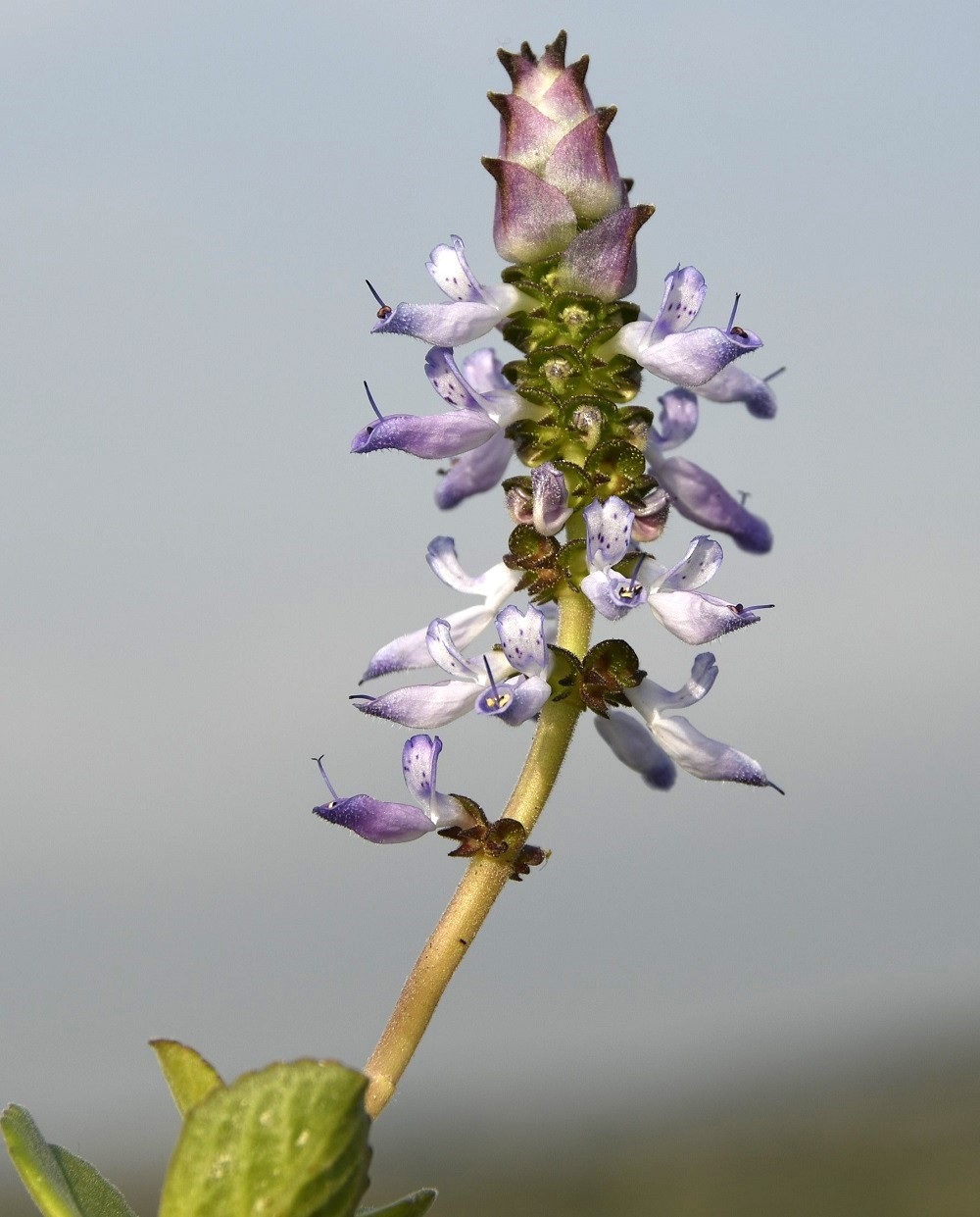 Image of Coleus caninus specimen.