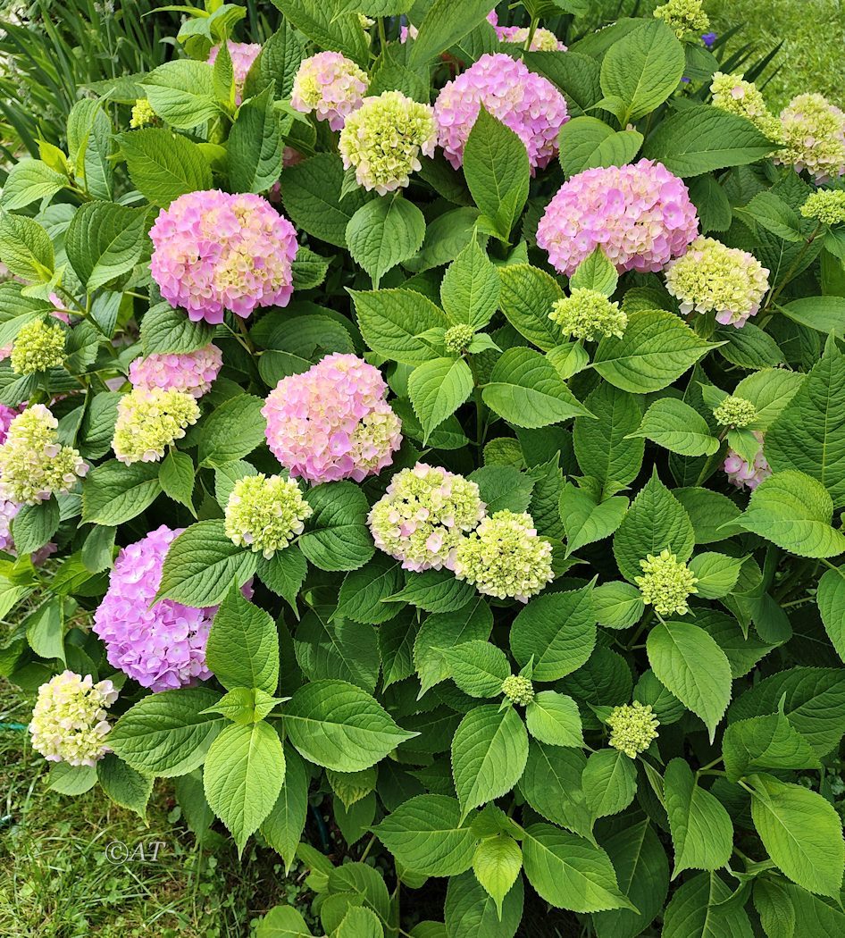 Изображение особи Hydrangea macrophylla.