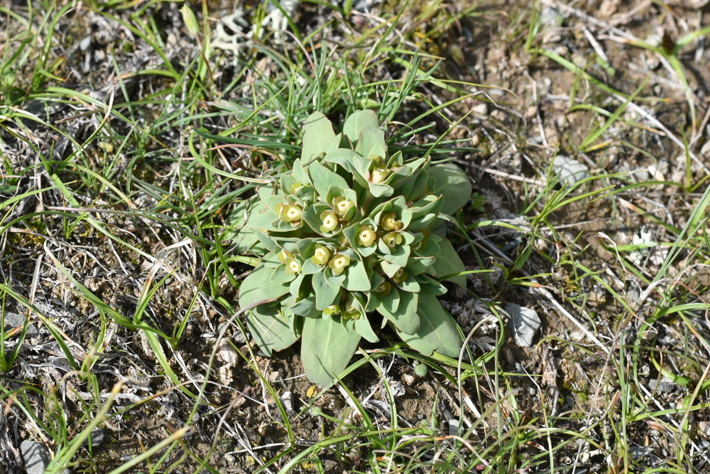 Изображение особи Euphorbia rapulum.