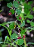 Cotoneaster melanocarpus