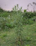 Cirsium vulgare