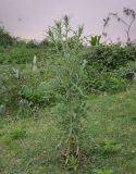 Смотреть изображение Cirsium vulgare