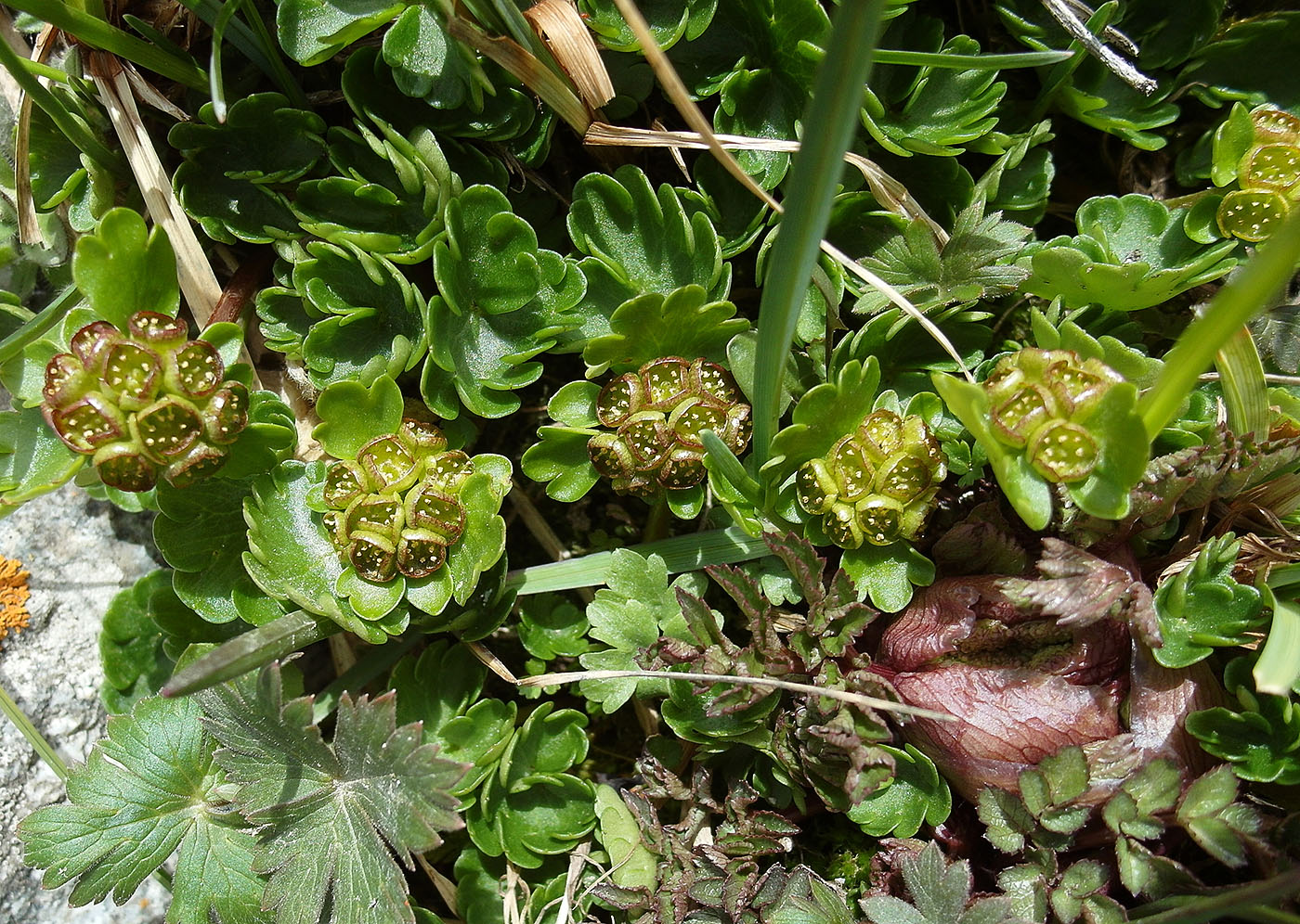 Image of Chrysosplenium nudicaule specimen.