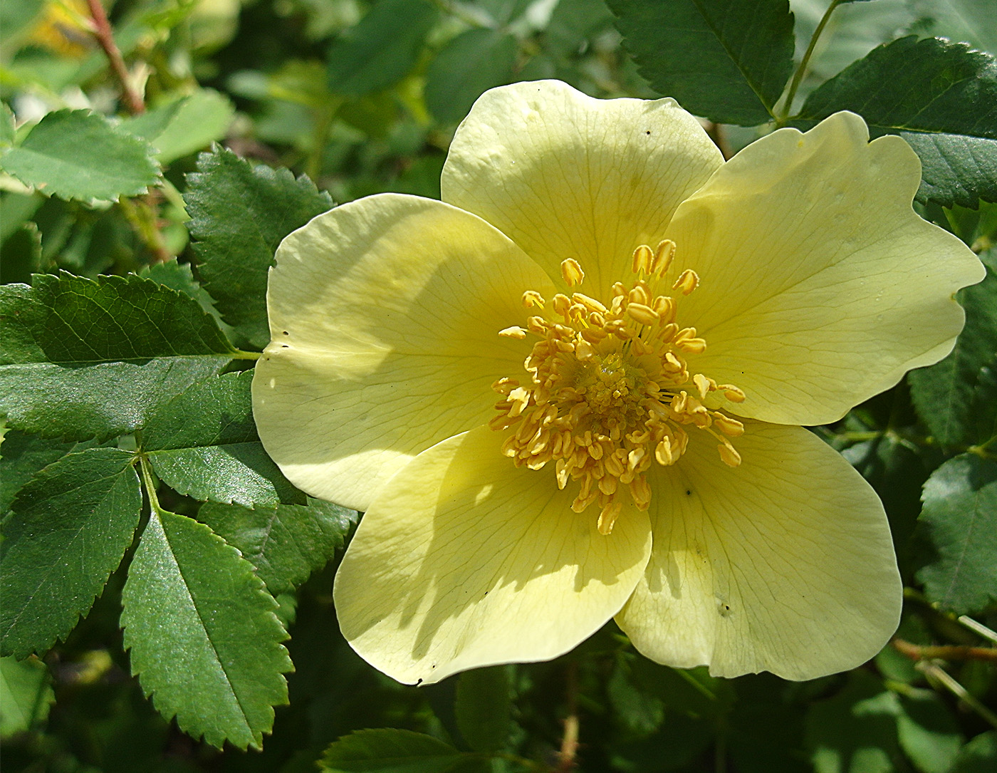 Image of genus Rosa specimen.