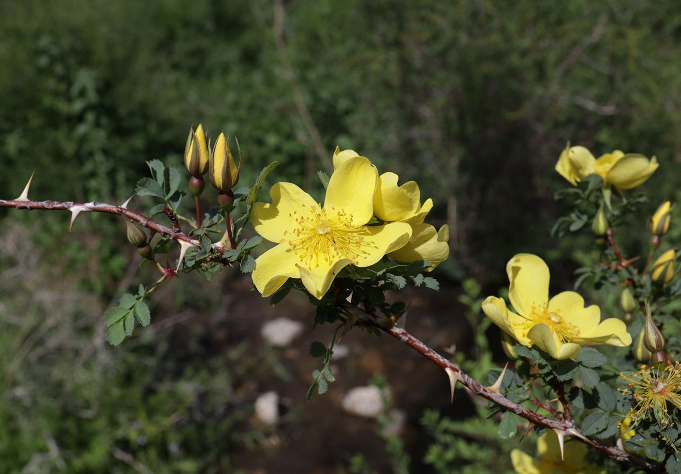 Image of Rosa platyacantha specimen.