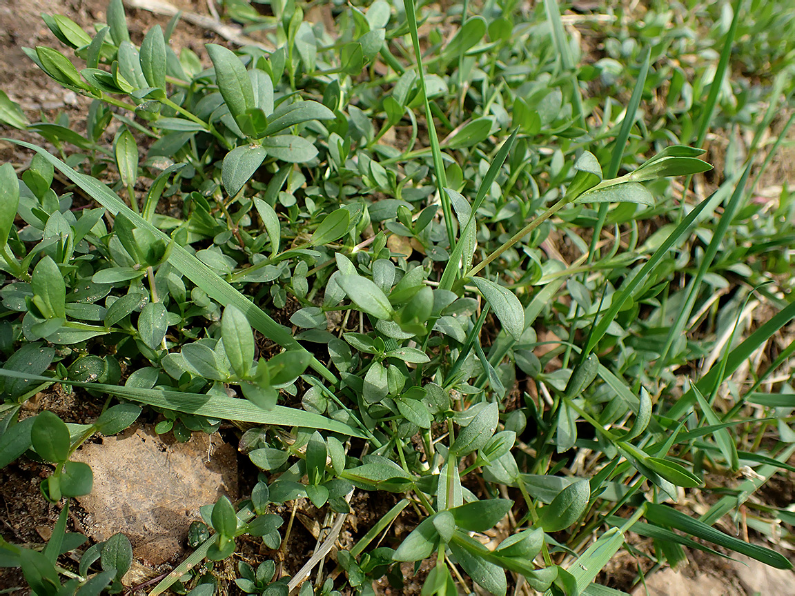 Изображение особи семейство Caryophyllaceae.