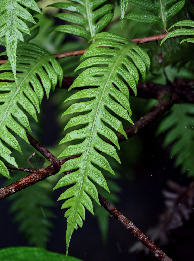 Image of Woodwardia unigemmata specimen.