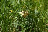 Vicia abbreviata