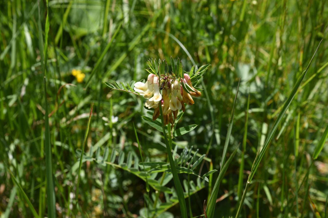 Изображение особи Vicia abbreviata.