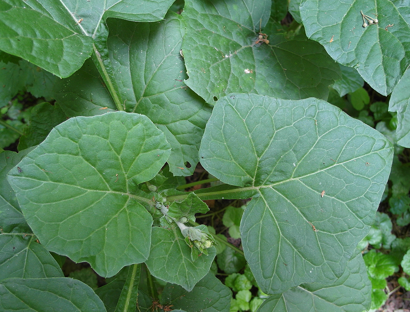 Image of Adenocaulon adhaerescens specimen.