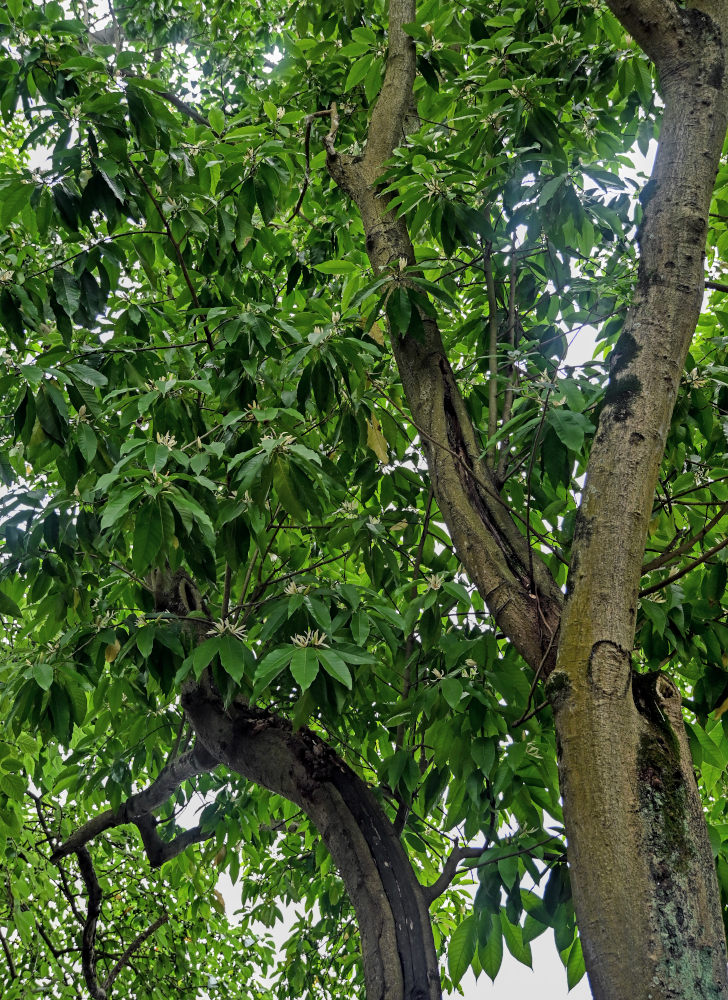 Image of Magnolia &times; alba specimen.