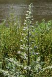 Echium biebersteinii. Верхушка цветущего растения. Краснодарский край, м/о Анапа, окр. пос. Куматырь, дол. р. Куматырь, средний пруд, низкий каменистый правый берег. 18.06.2021.