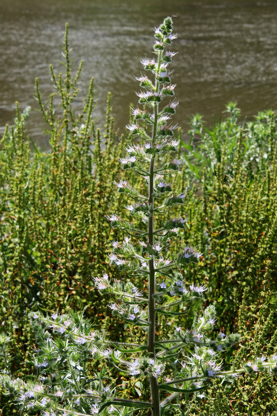 Image of Echium biebersteinii specimen.