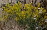 Galium verum. Цветущие растения в сообществе с Silybum marianum и Poaceae. Грузия, Мцхета-Мтианети, окр. монастыря Джвари, луговой склон. 10.06.2023.