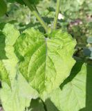 Physalis peruviana