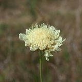 Scabiosa ochroleuca. Соцветие. Ульяновская обл., Мелекесский р-н, окр. с. Куликовка, остепнённый луг с участками засоления. 08.07.2023.