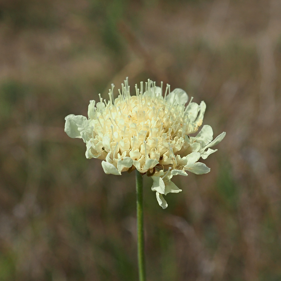 Image of Scabiosa ochroleuca specimen.