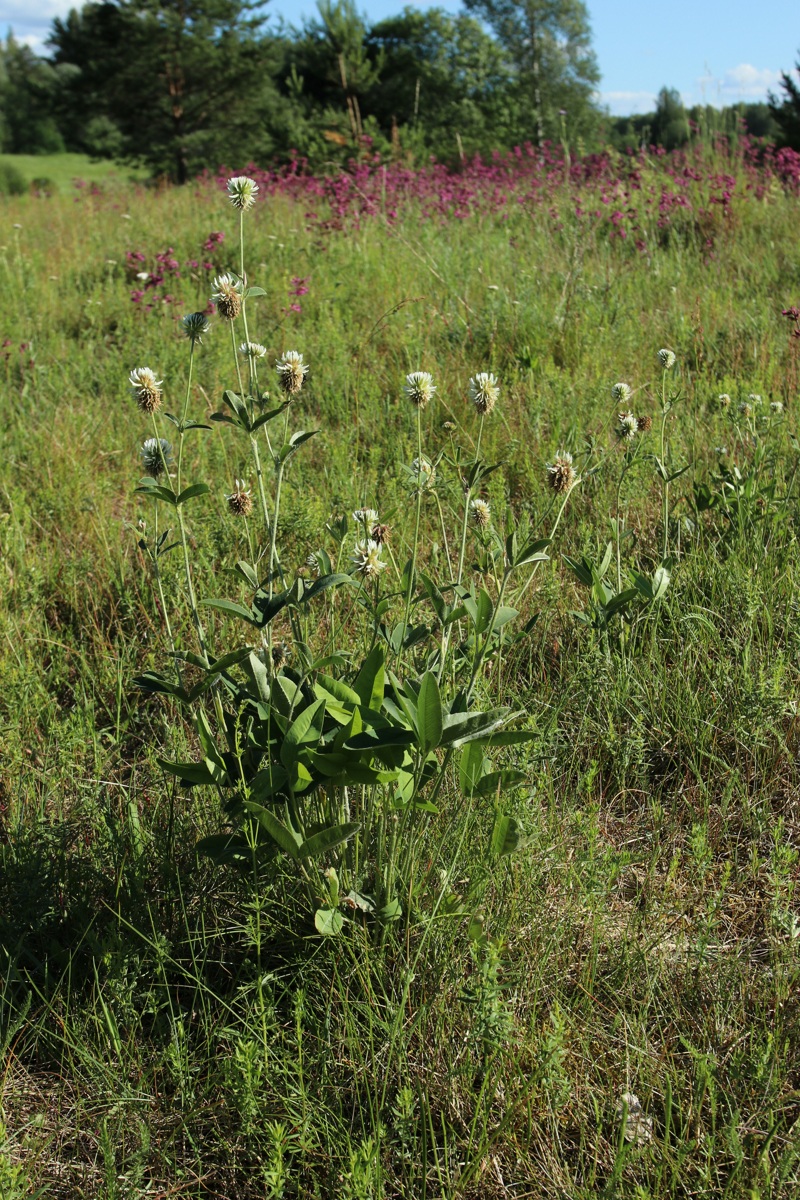 Изображение особи Trifolium montanum.