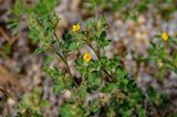 Stylosanthes guianensis. Верхушка побега с цветками. Тайланд, остров Пханган, у дороги. 24.06.2013.