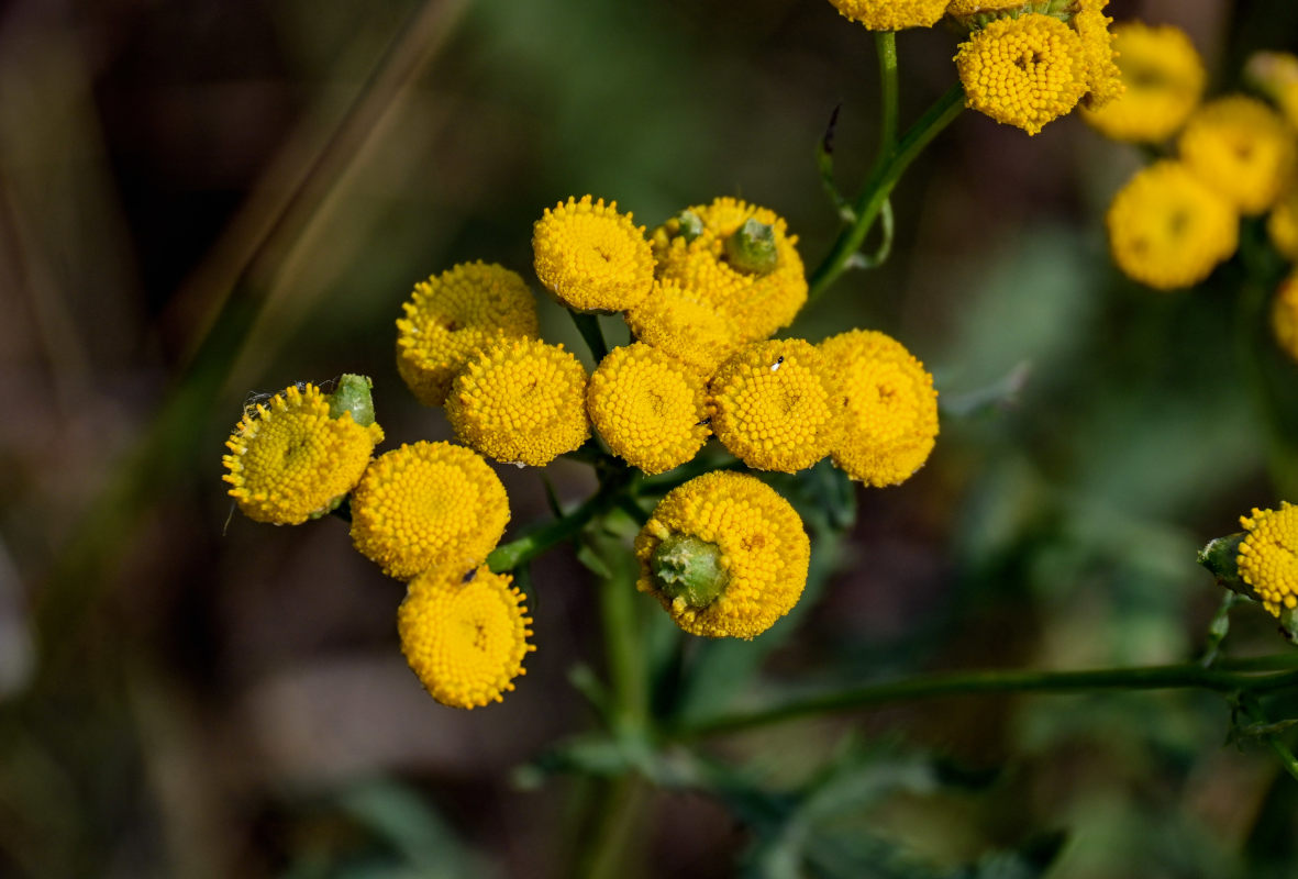 Image of Tanacetum vulgare specimen.