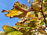 Tilia mandshurica. Плоды и листья в осенней окраске. Хабаровск, в озеленении, в культуре. 10.10.2024.