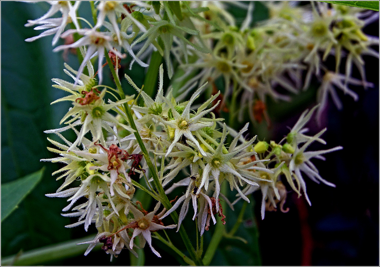 Изображение особи Echinocystis lobata.