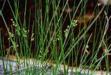 Juncus filiformis