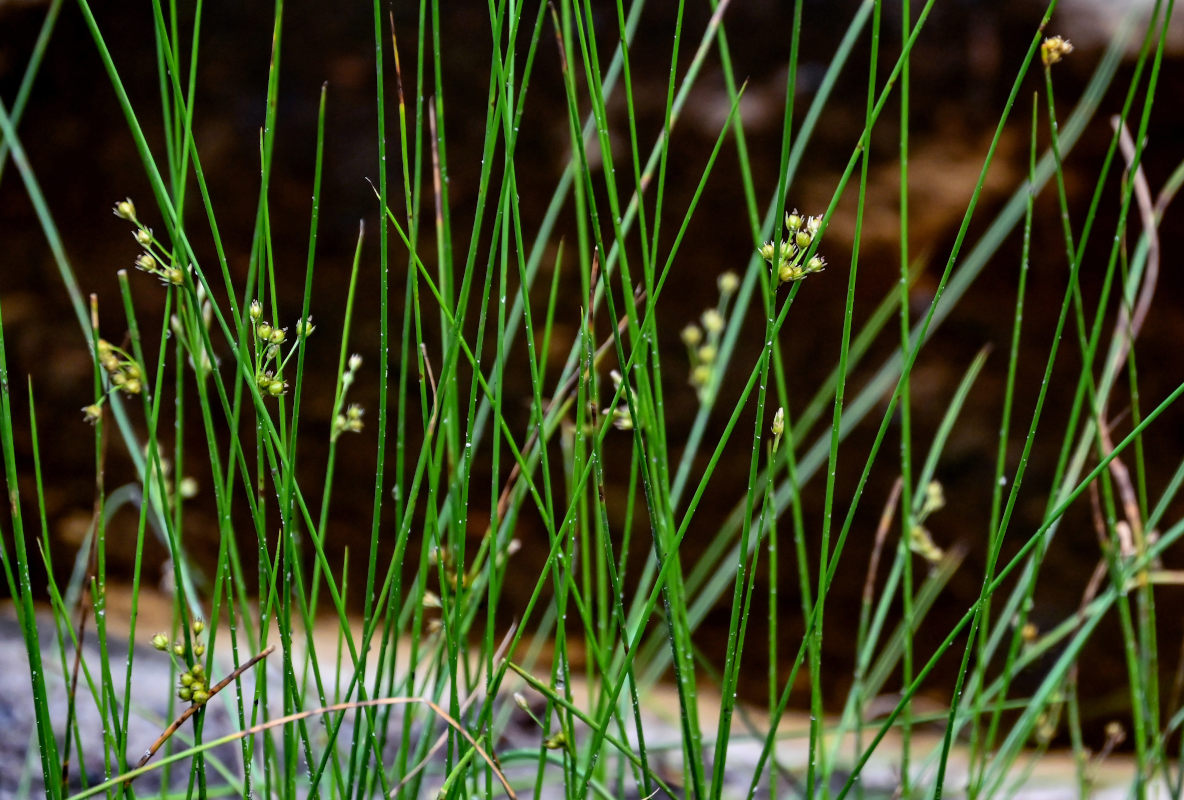 Image of Juncus filiformis specimen.