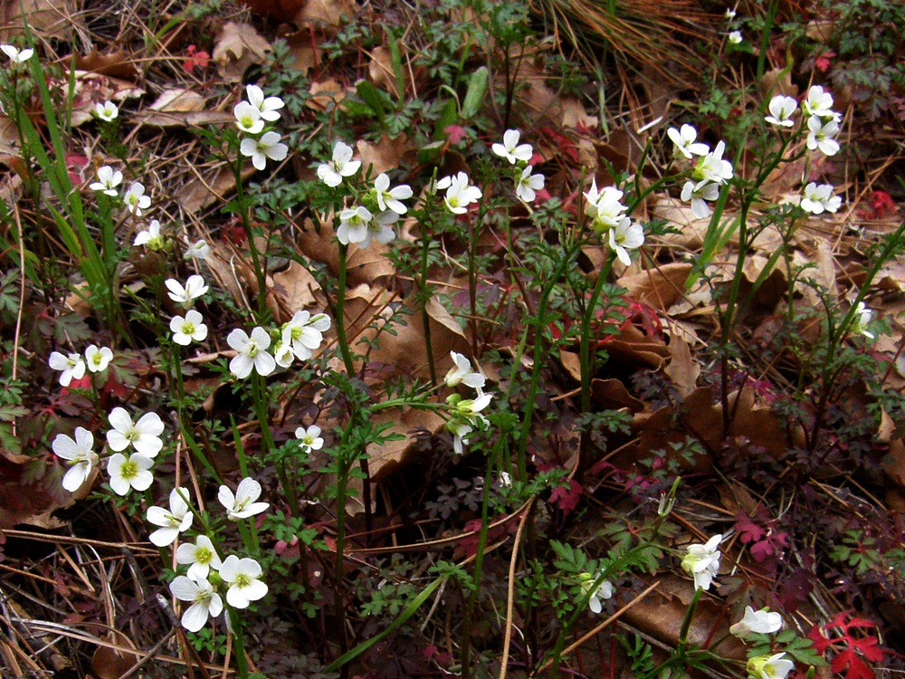 Изображение особи Cardamine graeca.