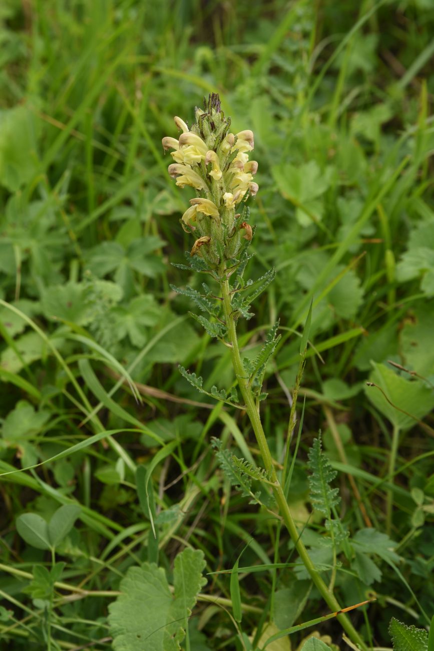 Image of Pedicularis chroorrhyncha specimen.