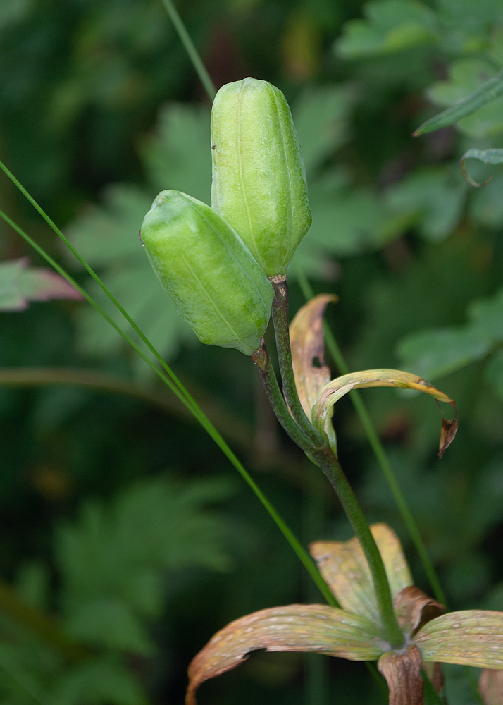 Image of Fritillaria camschatcensis specimen.