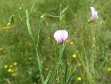 Lathyrus cassius