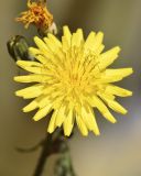 Sonchus tenerrimus. Соцветие. Испания, Каталония, пров. Жирона, комарка Баш Эмпорда, муниципалитет Калонже, кромка пашни вдоль тротуара. 31.03.2025.