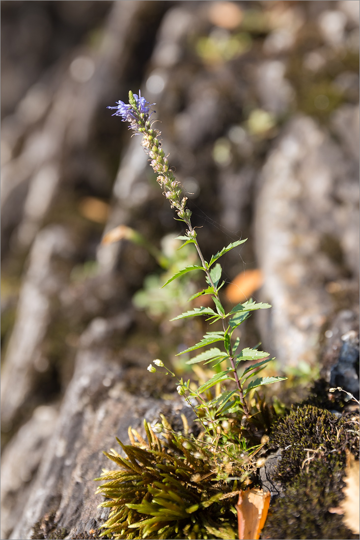 Image of Veronica longifolia specimen.