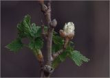 View full-size image Ribes rubrum