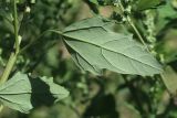 View full-size image Chenopodium album
