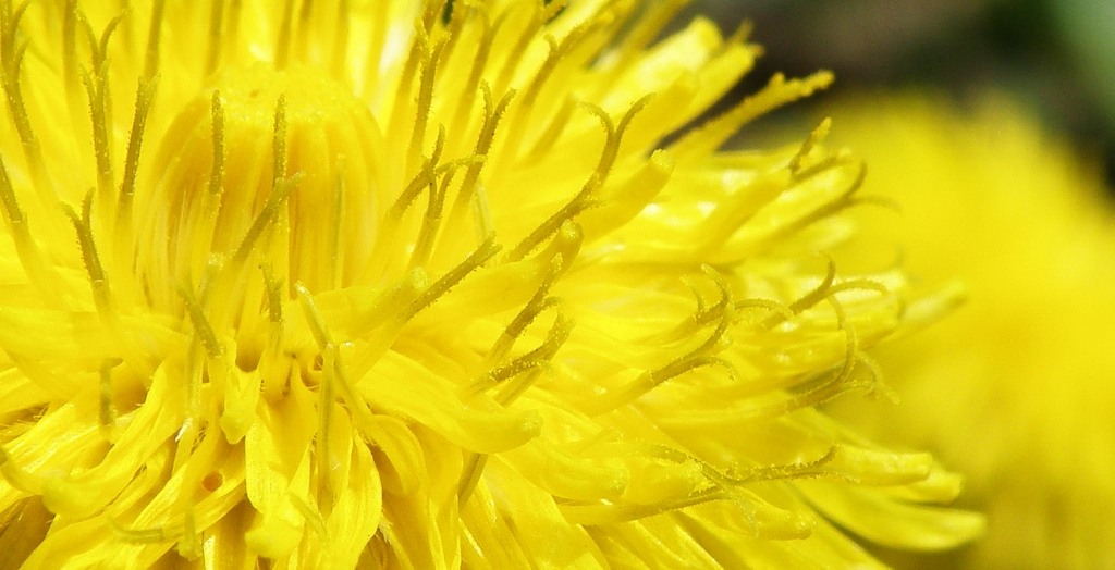 Image of genus Taraxacum specimen.