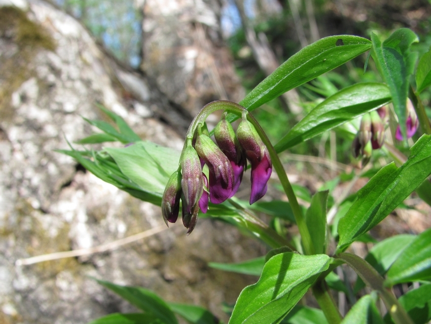 Image of Lathyrus vernus specimen.