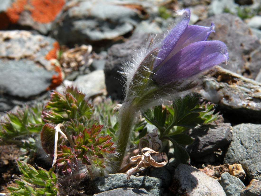 Image of Pulsatilla regeliana specimen.