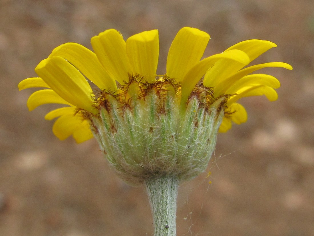 Изображение особи Anthemis tinctoria.