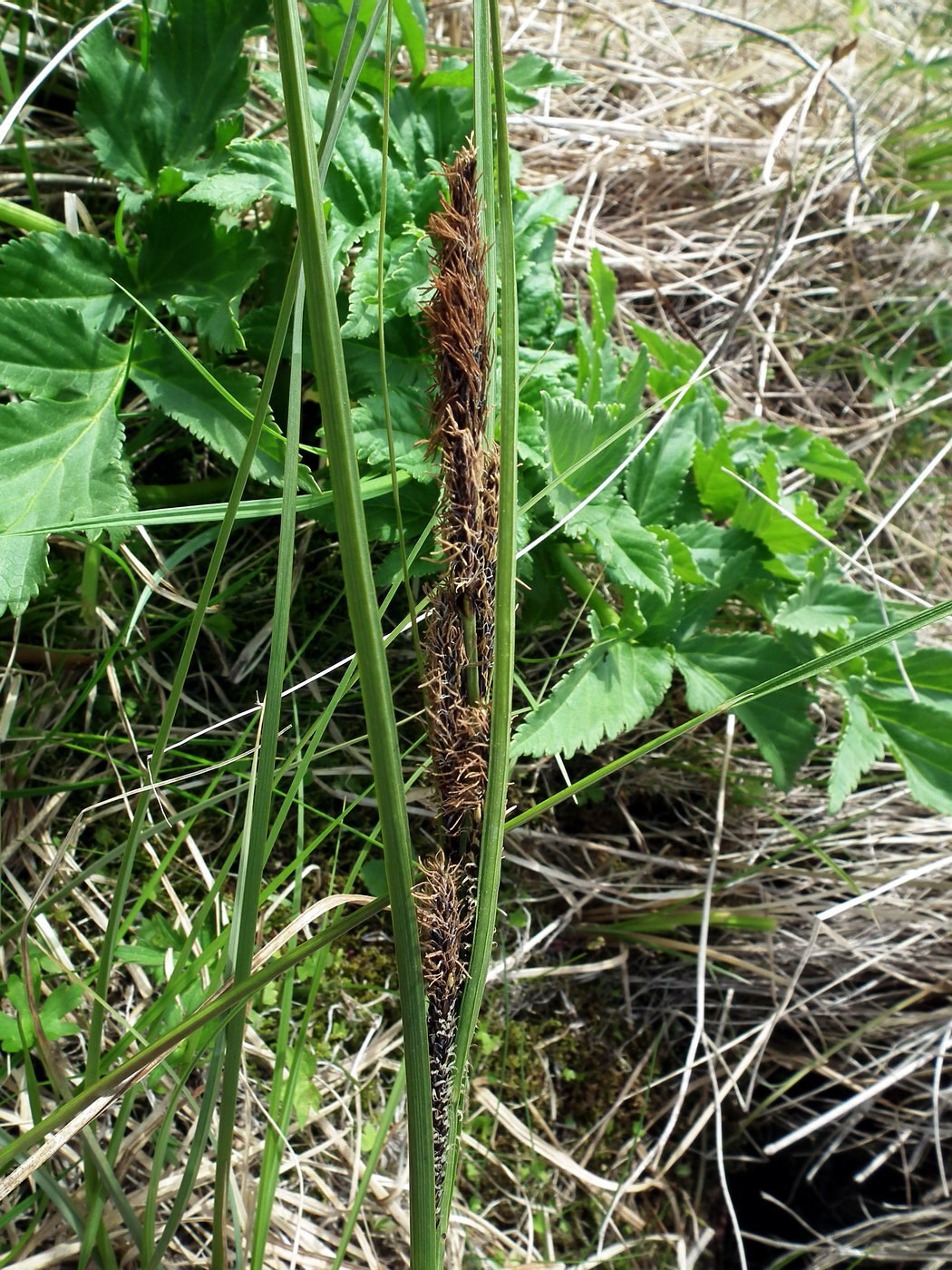 Изображение особи Carex aquatilis.