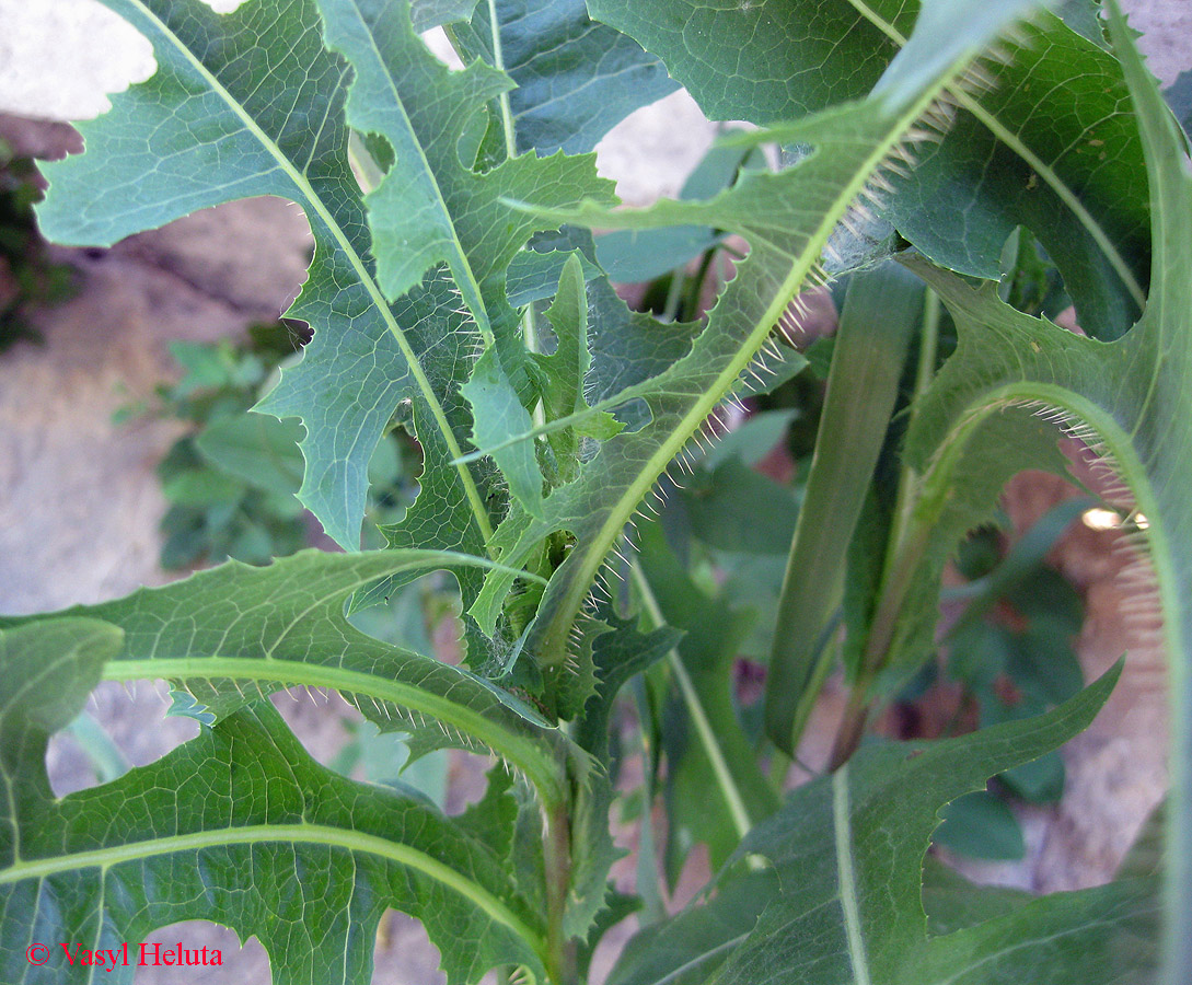 Image of Lactuca serriola specimen.