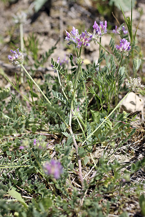 Image of Astragalus sesamoides specimen.